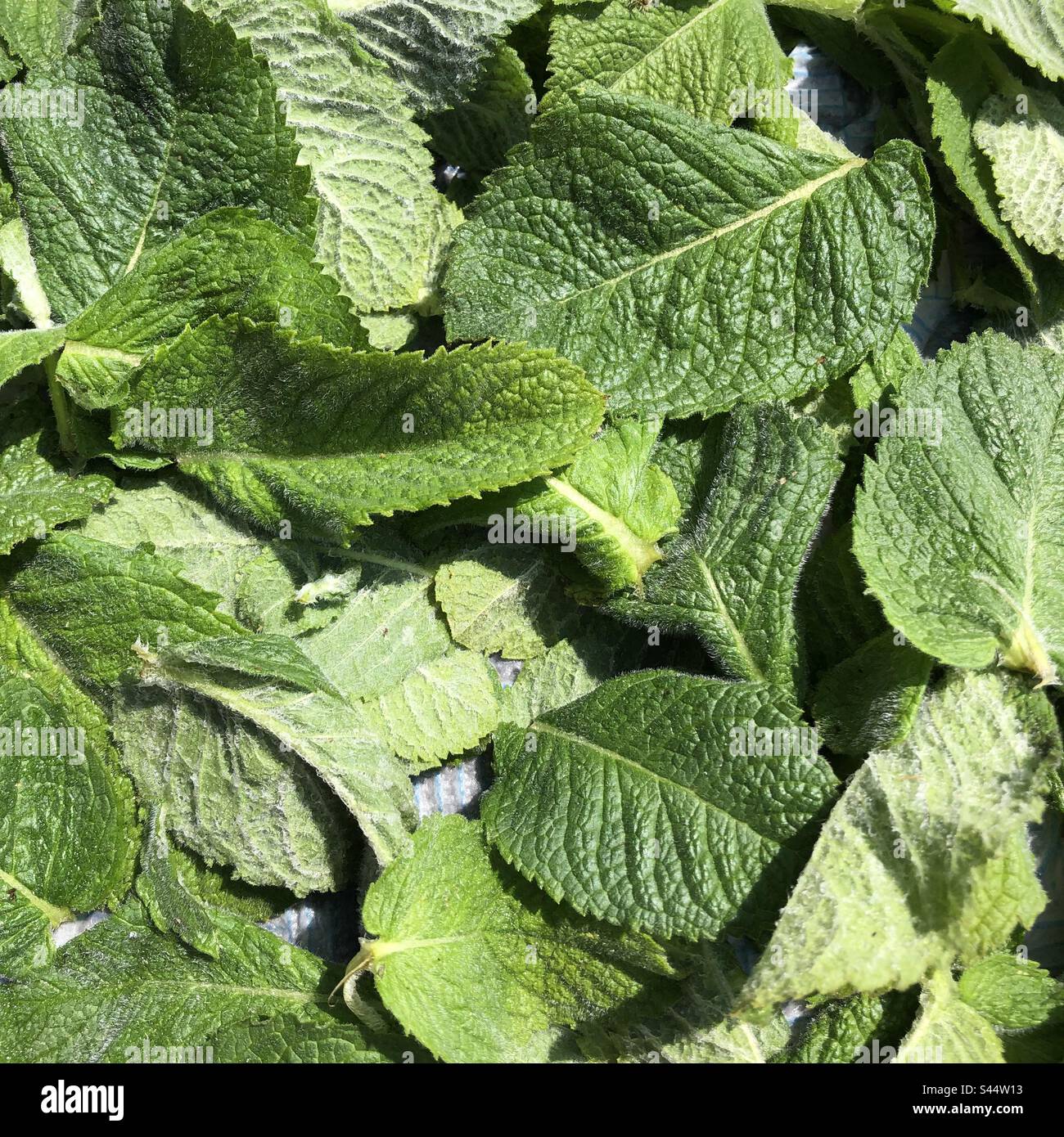 Menta appena tagliata casa cresciuto nel cortile posteriore. Foto Stock