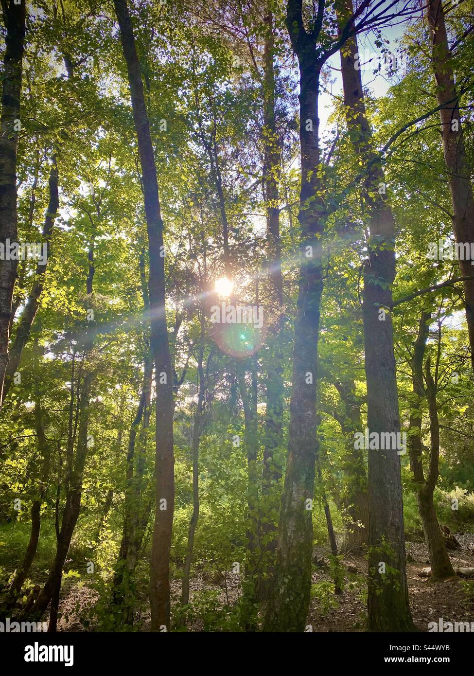 Sun proveniente attraverso gli alberi Foto Stock