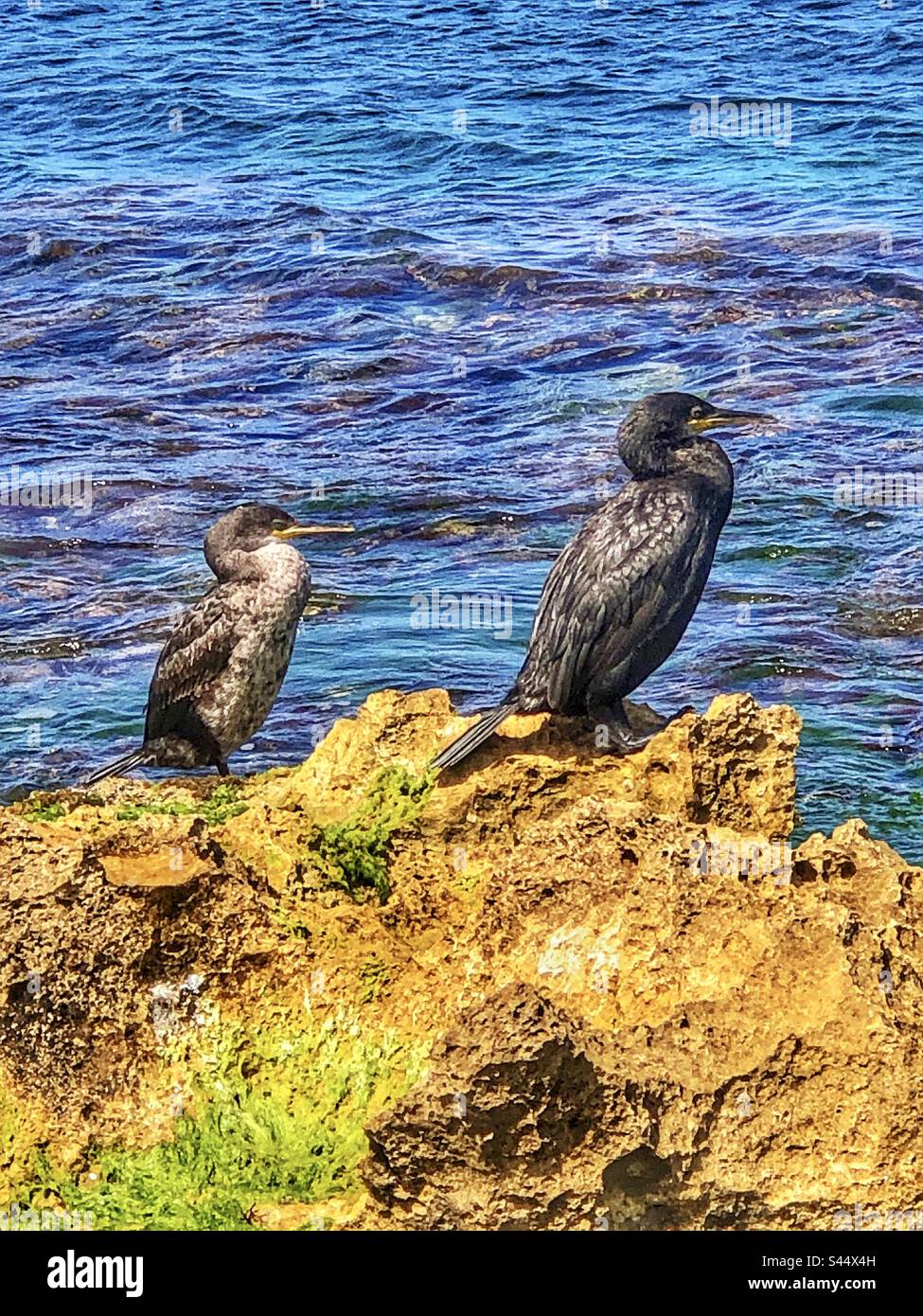 Cormorani che riposano sulle rocce in Javea Spagna - Immagine stock catturata con smartphone