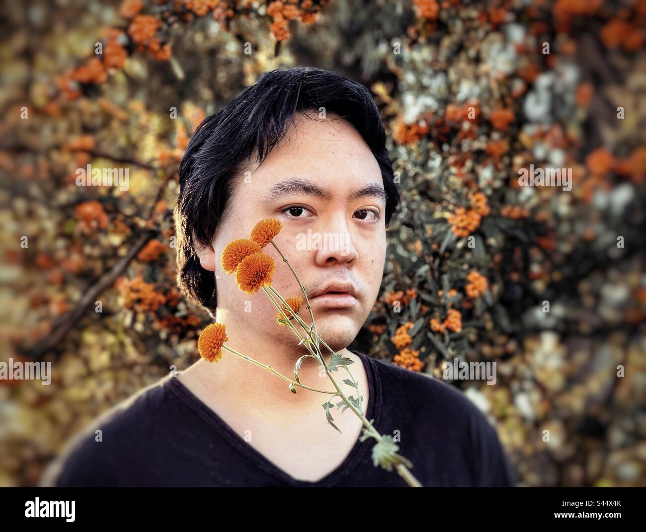 Primo piano ritratto di giovane asiatico con fiori di crisantemo aranciato contro alberi di bacche di Cotoneaster aranciato. Messa a fuoco in primo piano. Temi autunnali. - Immagine stock catturata con smartphone