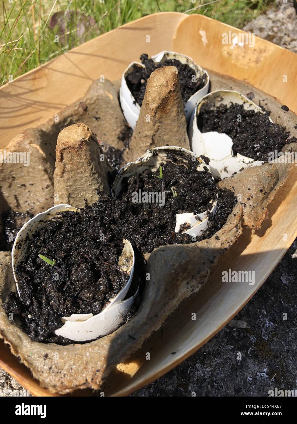 Giovani pianta di pomodoro che crescono da gusci di uovo Foto Stock