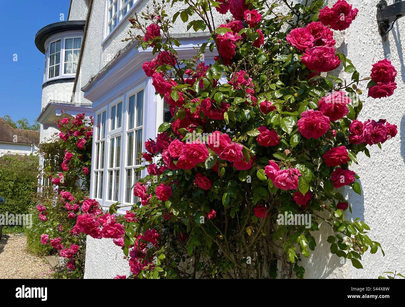 Rose rosse rampicanti sulla parte anteriore di una casa Foto Stock