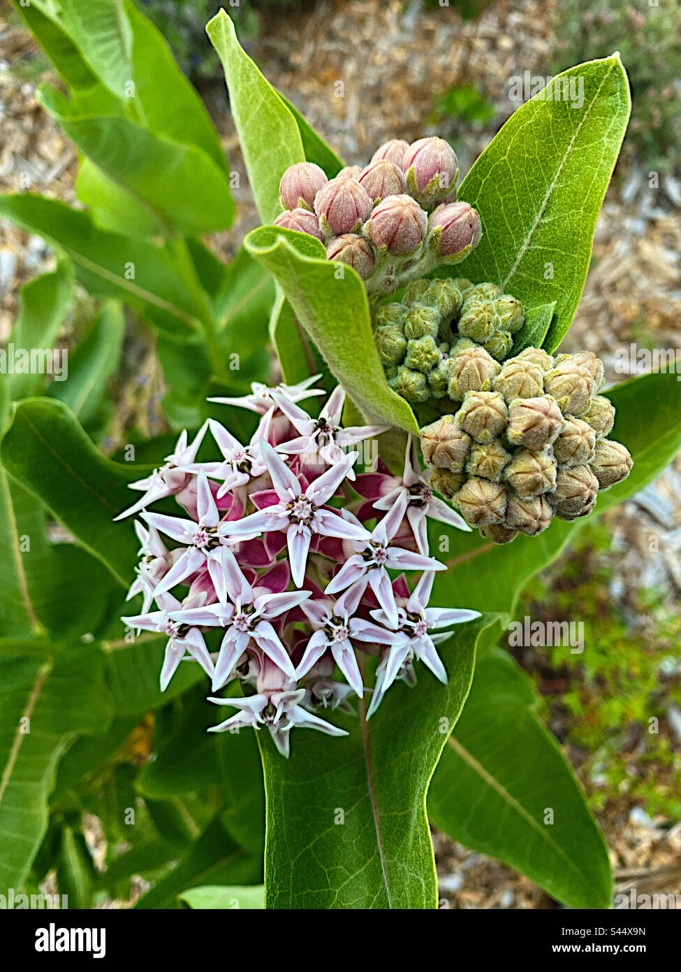 Fiore di Milkweed, gemme e foglie Foto Stock