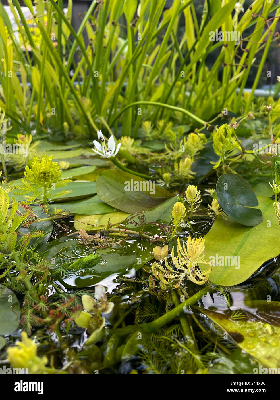 Piante acquatiche Foto Stock