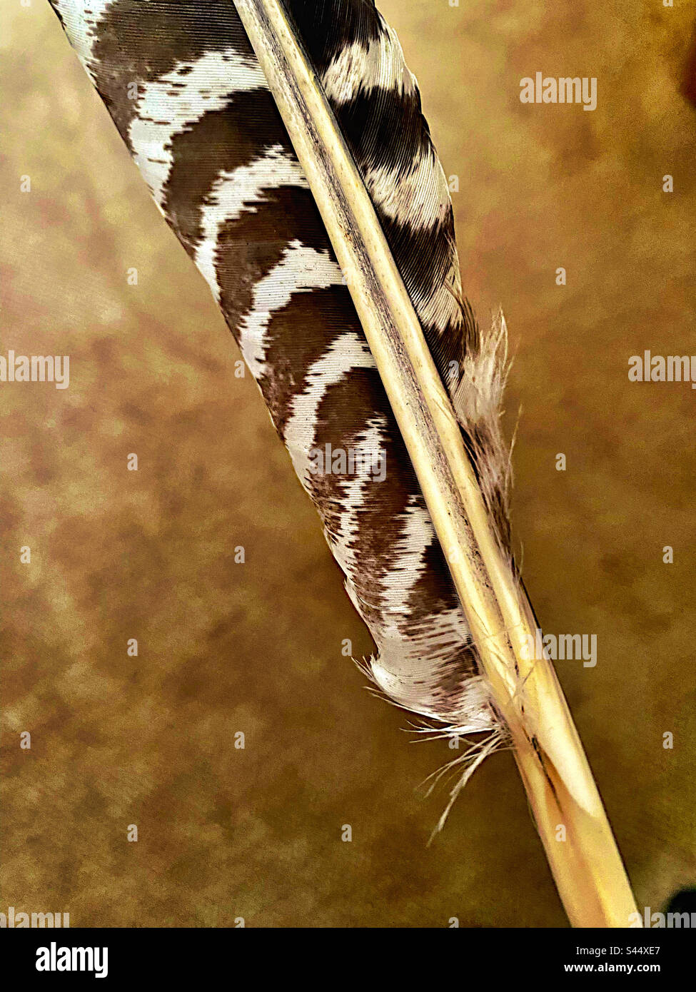 Dettagli in piuma di tacchino Foto Stock