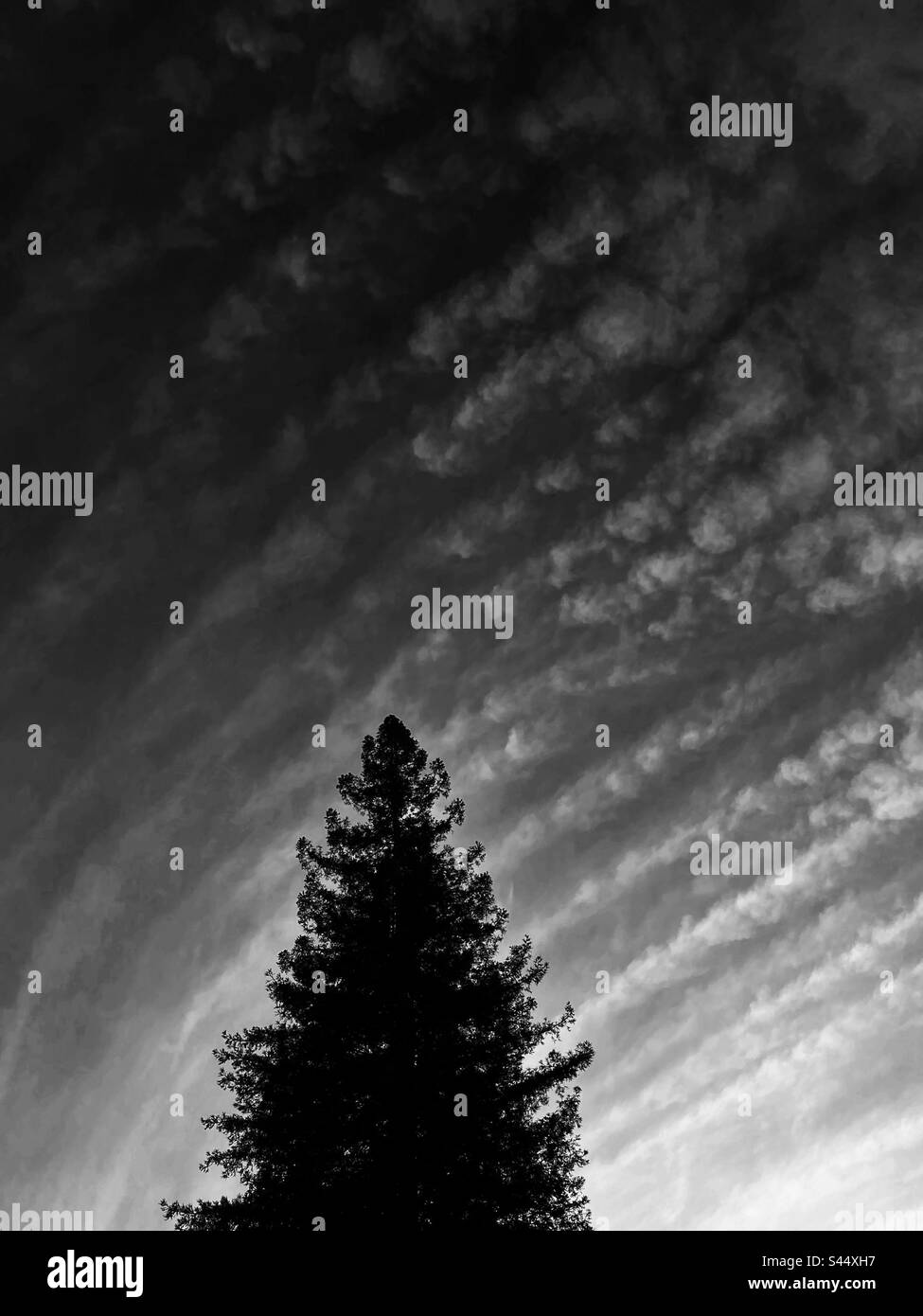 Nuvole uniche sopra l'albero di sequoia in bianco e nero Foto Stock
