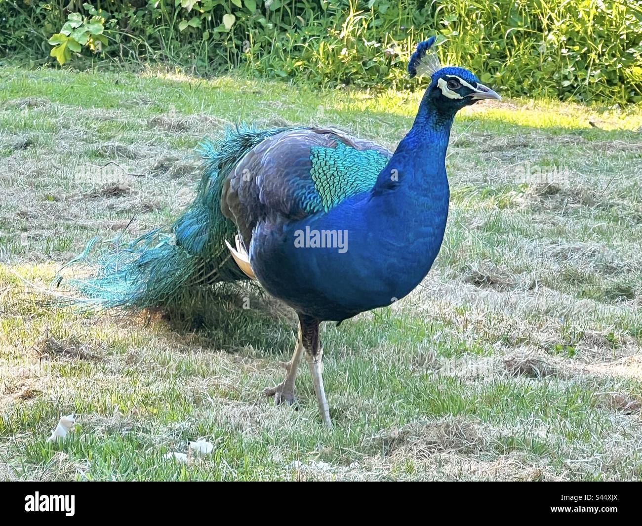 Peafowl, pavone, piume, piumaggio, blu, Spettacolare, decorativo, Pavo cristatio, Peafowl comune, cresta, corona, piume, maschio, coda, treno, iridescenza, iridescente, colorata, Foto Stock