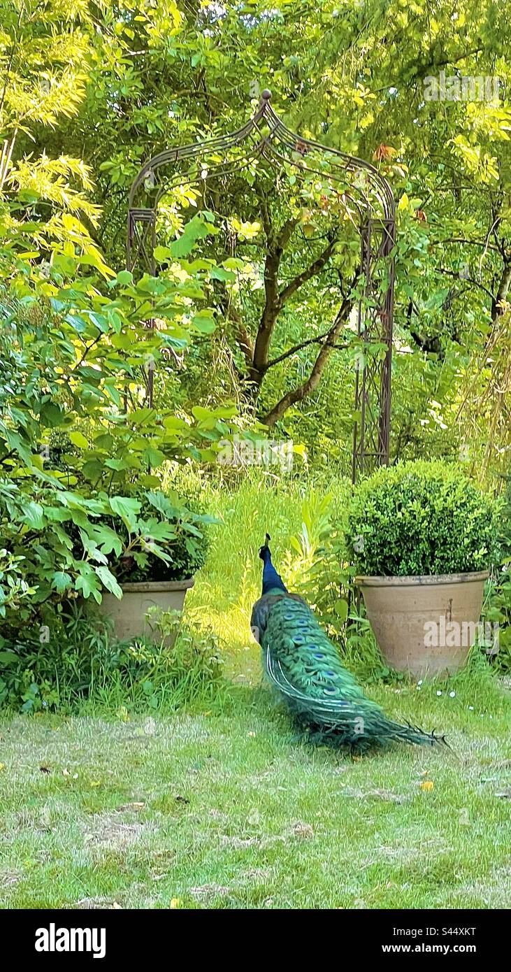 Bella pavone, Pavo cristate padella camminando attraverso l'arco romantico in giardino di campagna inglese in estate Foto Stock