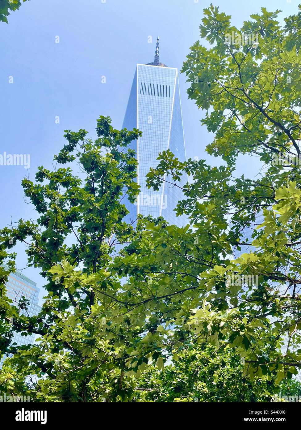 Freedom Tower come si vede attraverso le foglie di albero - Immagine stock catturata con smartphone