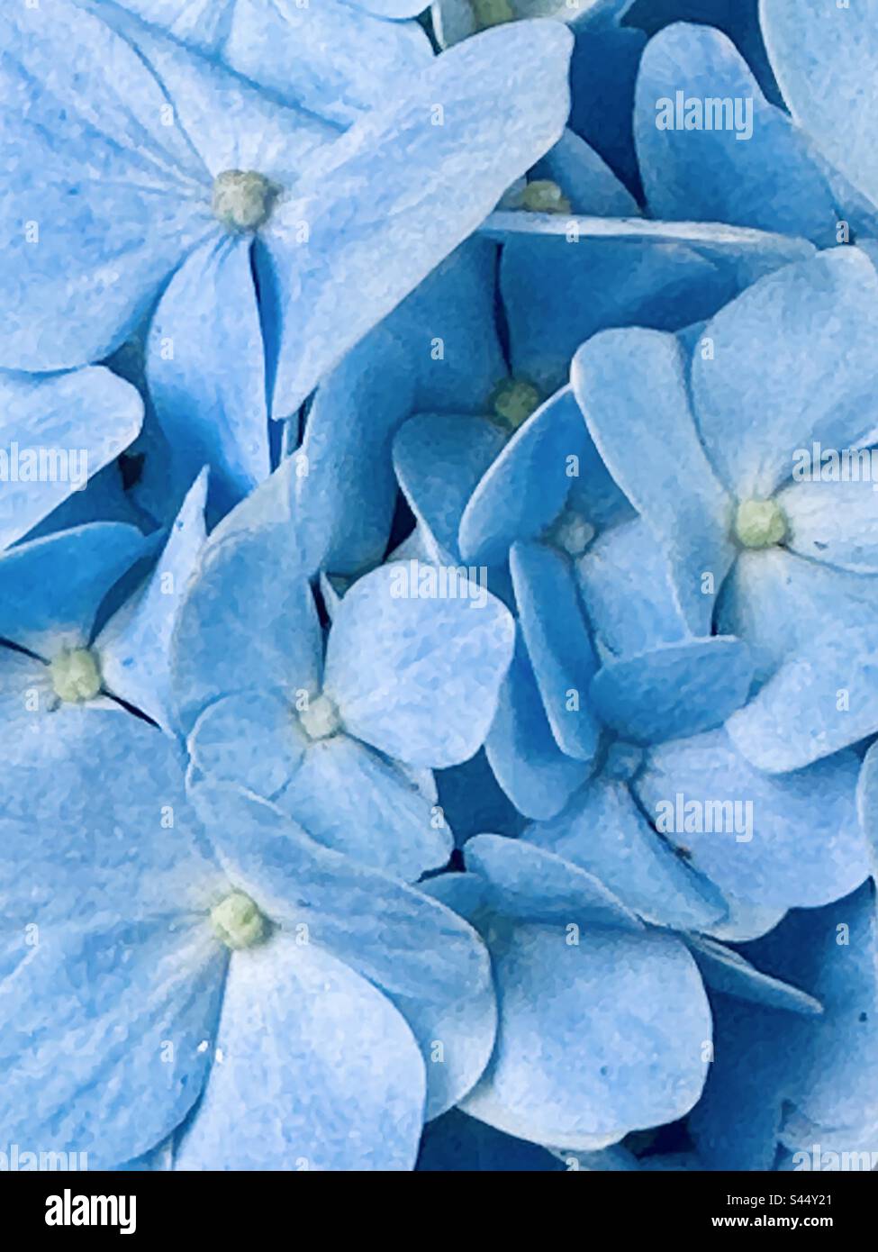 Un giorno d'estate fiore blu Foto Stock