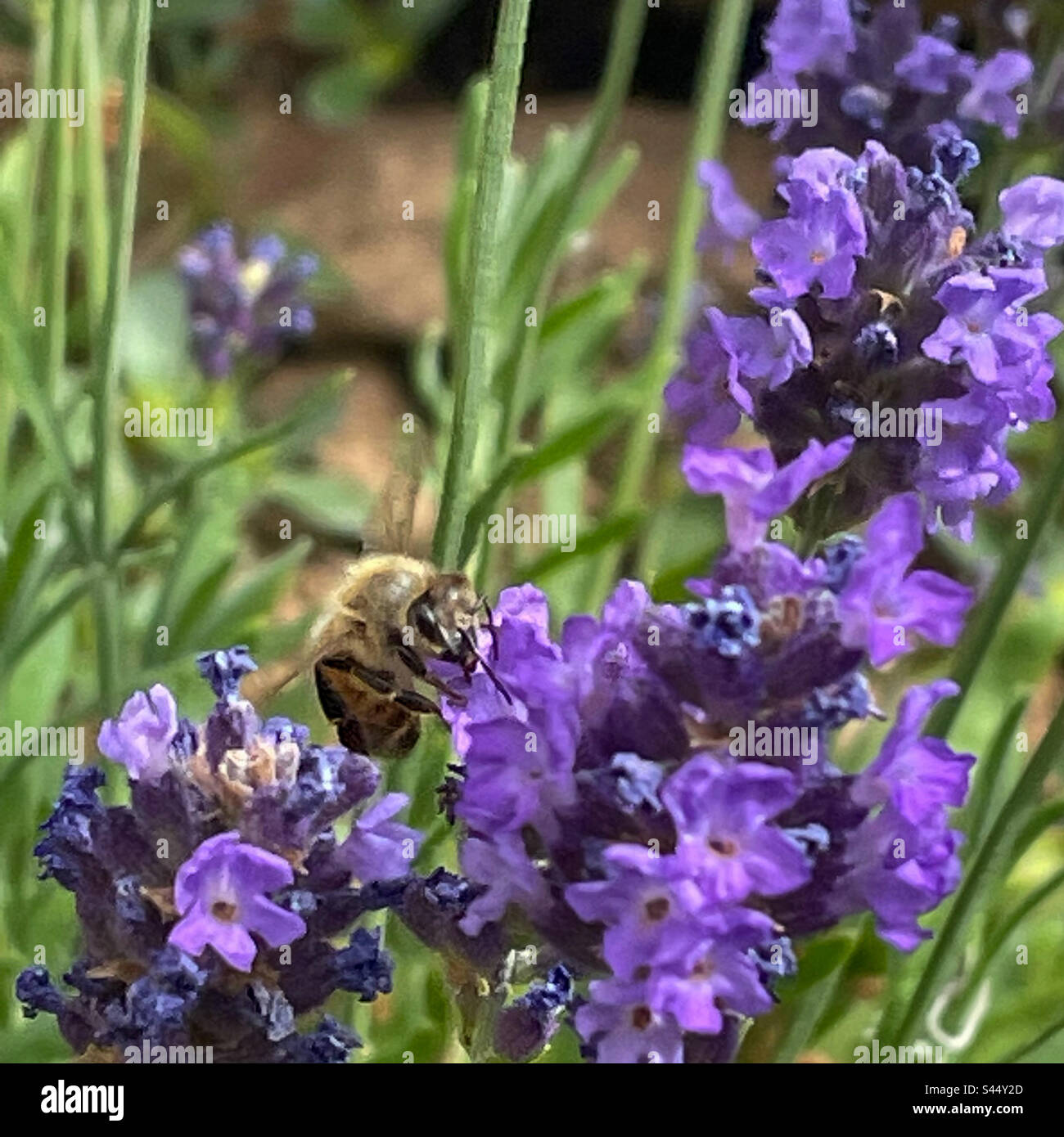 Lavanda amorevole ape miele Foto Stock