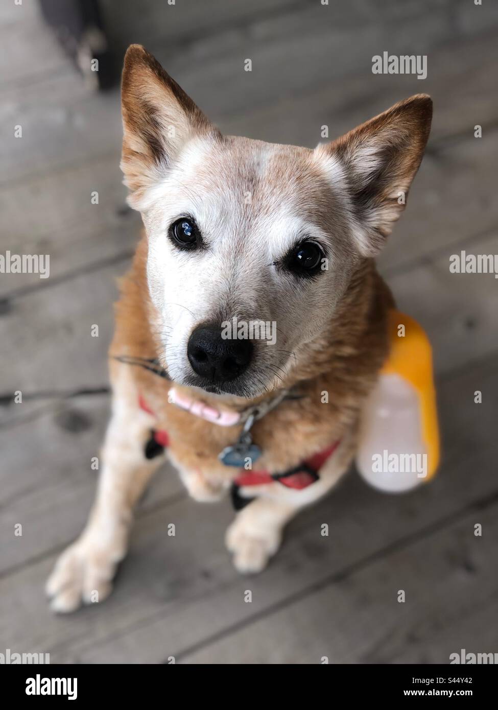 Cane più vecchio con bottiglia d'acqua da trekking Foto Stock