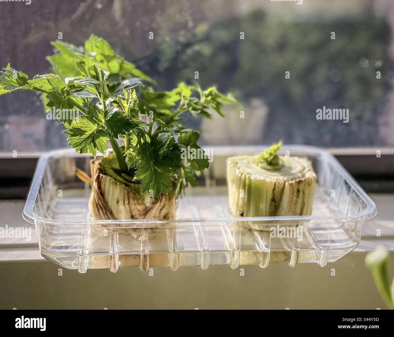 Ricrescere le verdure dagli scarti. Foglie di sedano che crescono dalla base di due gambi di sedano in contenitore di plastica riposto sul davanzale. Concetto di zero sprechi. Sostenibile. - Immagine stock catturata con smartphone