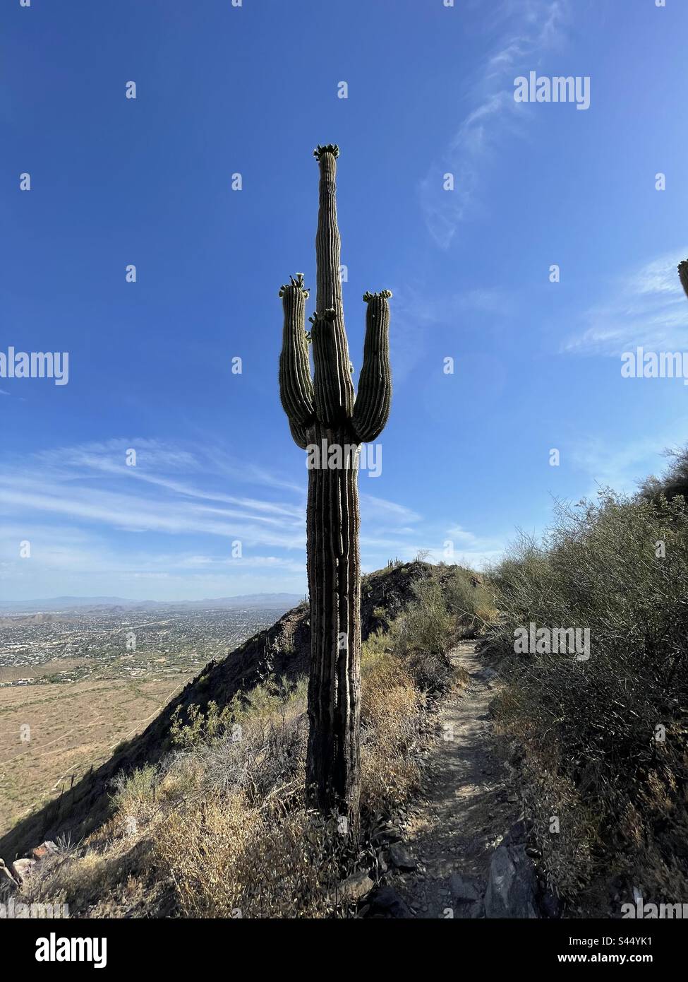 Saguaro gigante, braccia di cactus ricoperte da corone di frutta, due bit Peak Trail, vista panoramica di North Phoenix, cielo blu con nuvole spiritose, Sonoran Desert, Phoenix Mountains Preserve, Scottsdale, Arizona Foto Stock