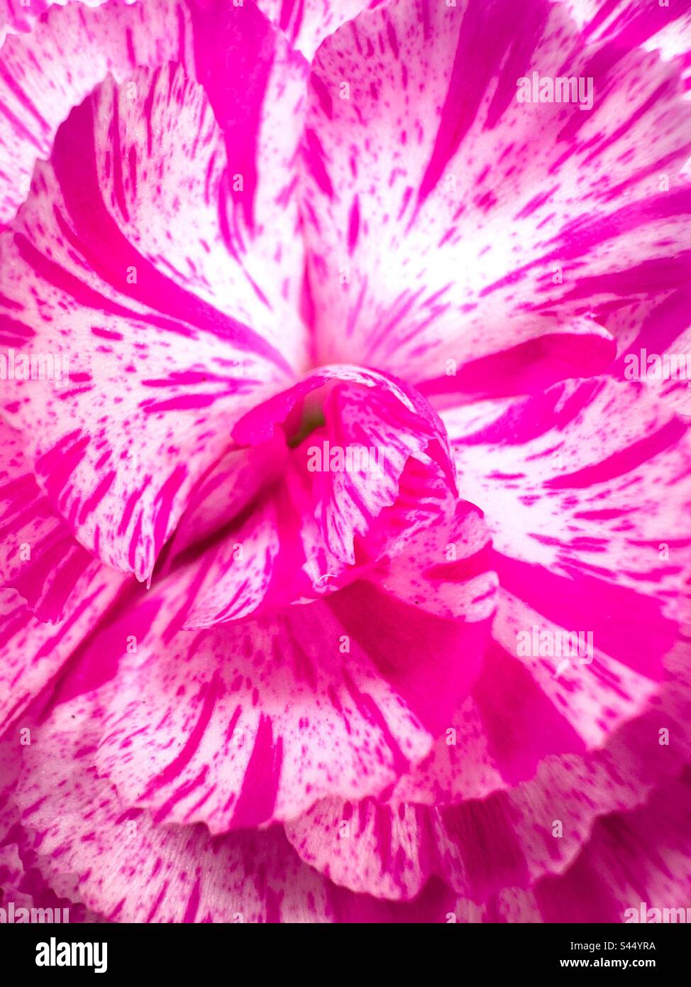 Rosa. Dianthus. Foto Stock