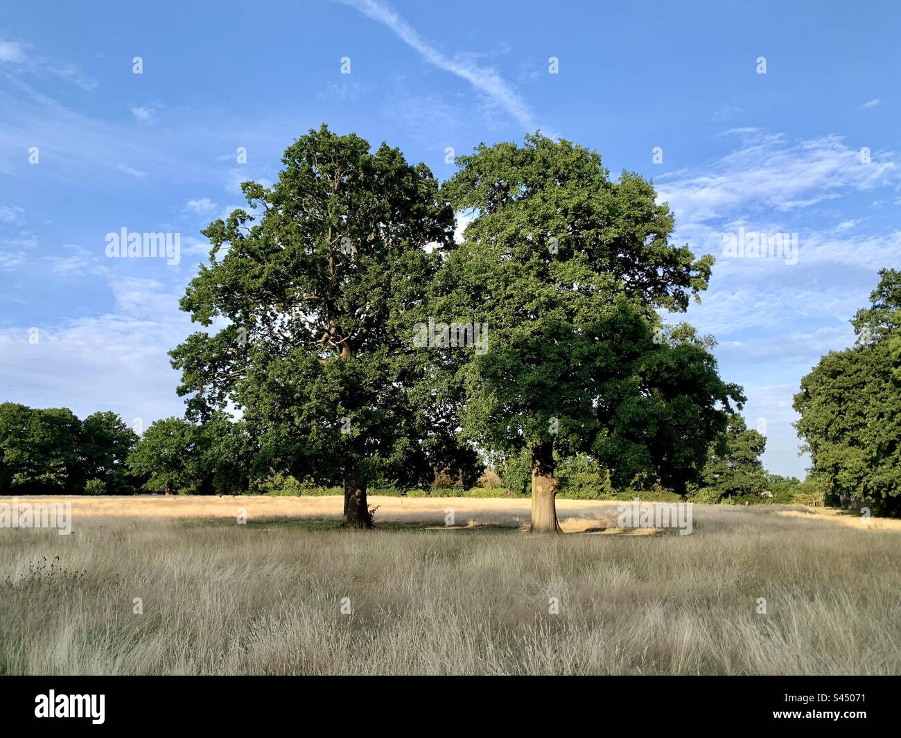 Due alberi verdi nel mezzo di erba gialla secca in una siccità Foto Stock