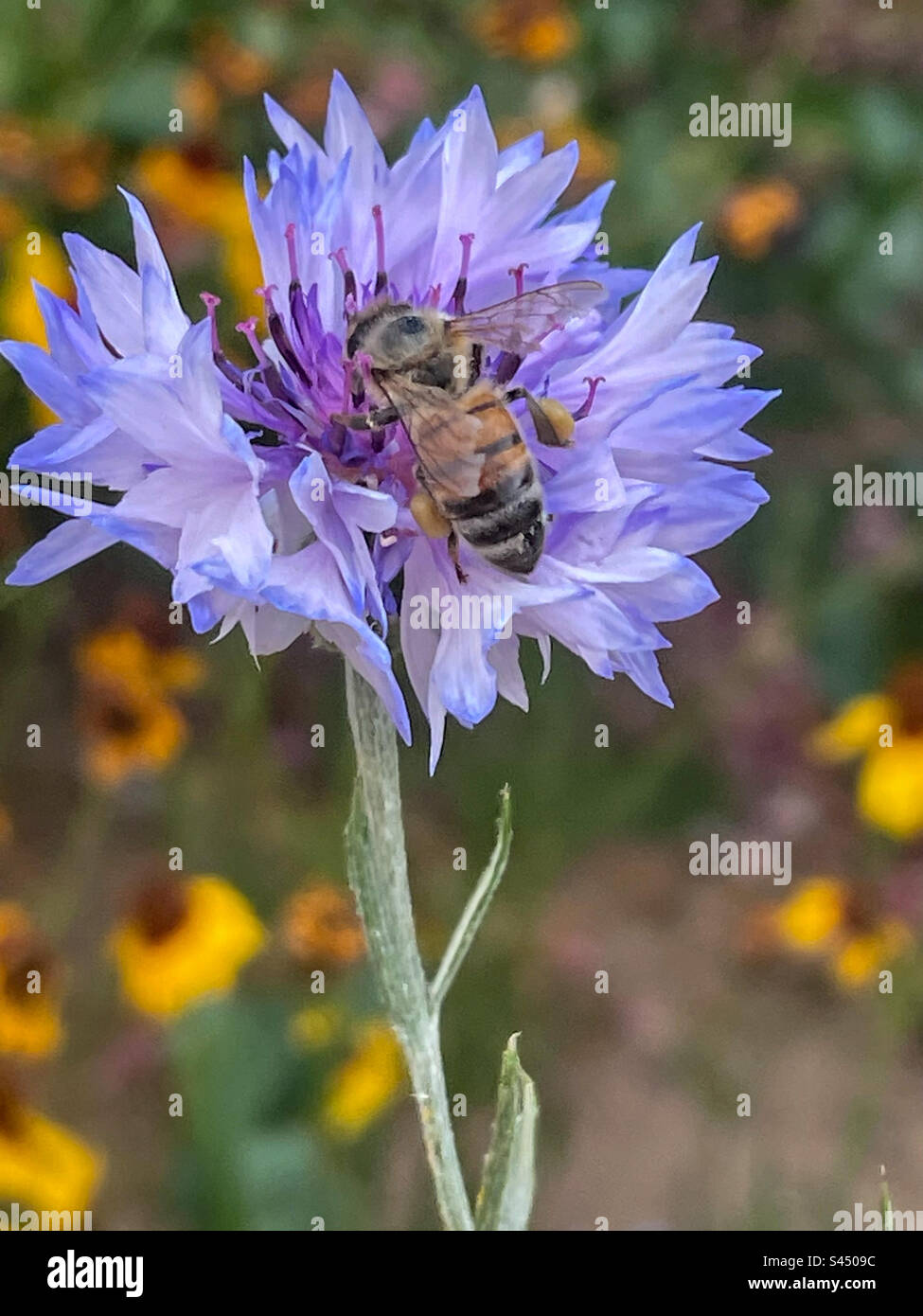 Ape su fiordaliso Foto Stock