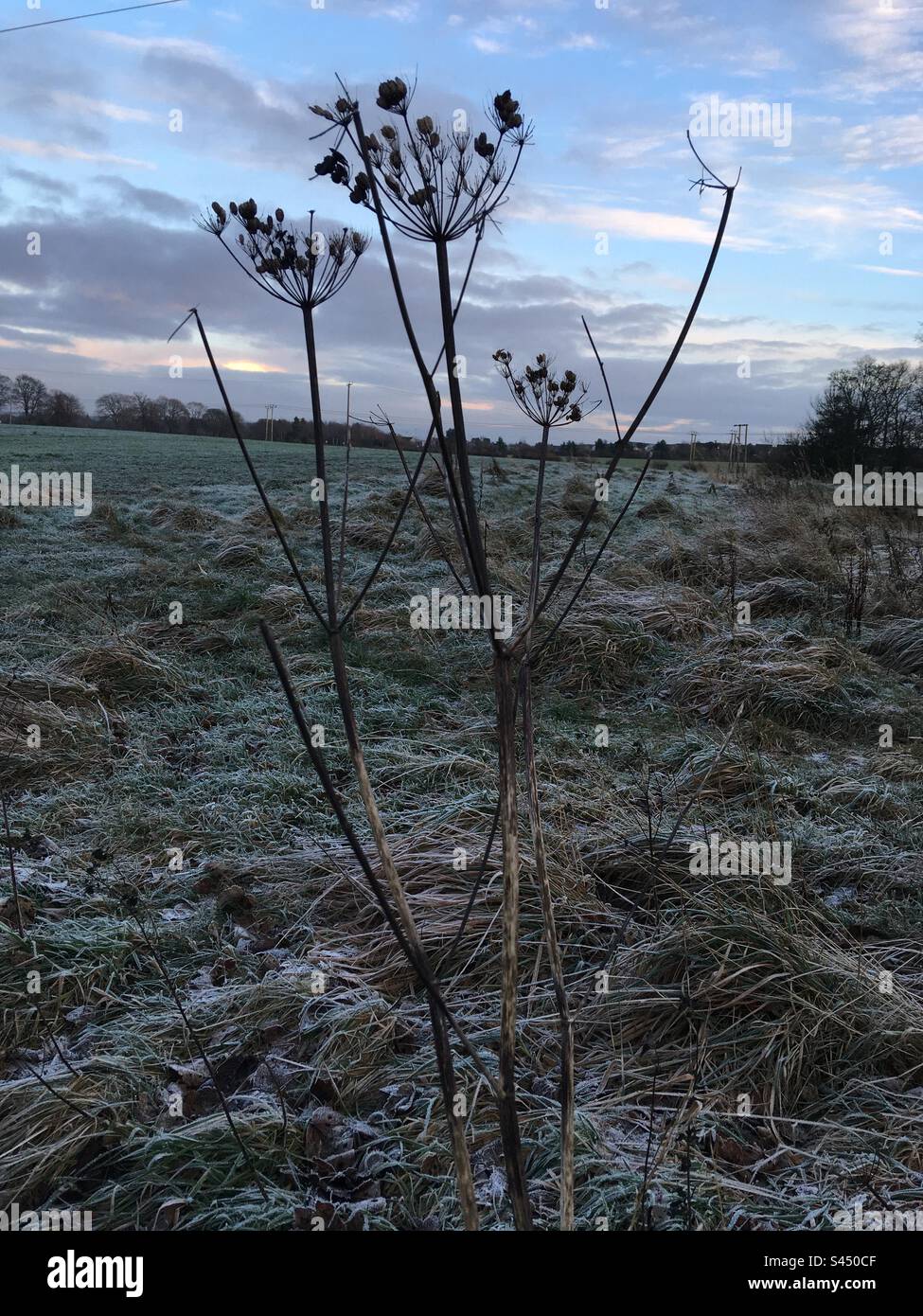 Tramonto di Hogweed - Immagine stock catturata con smartphone
