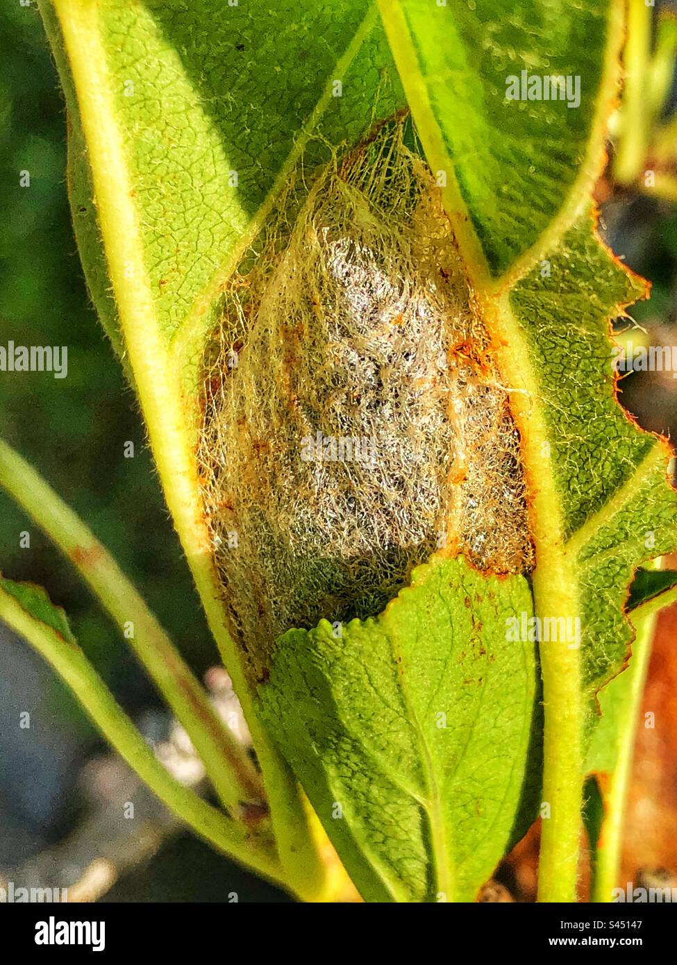 Bozzolo di mosca Imperatore (Saturnia pavonia) l'unica mosca di seta trovata in tutto il Regno Unito. - Immagine stock catturata con smartphone