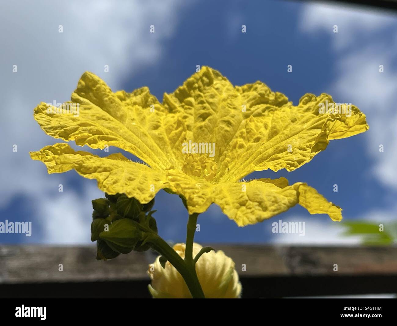 Foto di fiori in una giornata di sole da Singapore Foto Stock