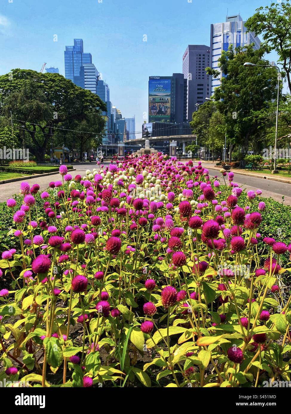 Fiori viola in primo piano con le torri degli uffici di Silom sullo sfondo, scattate nel parco Lumpini di Bangkok in Thailandia Foto Stock