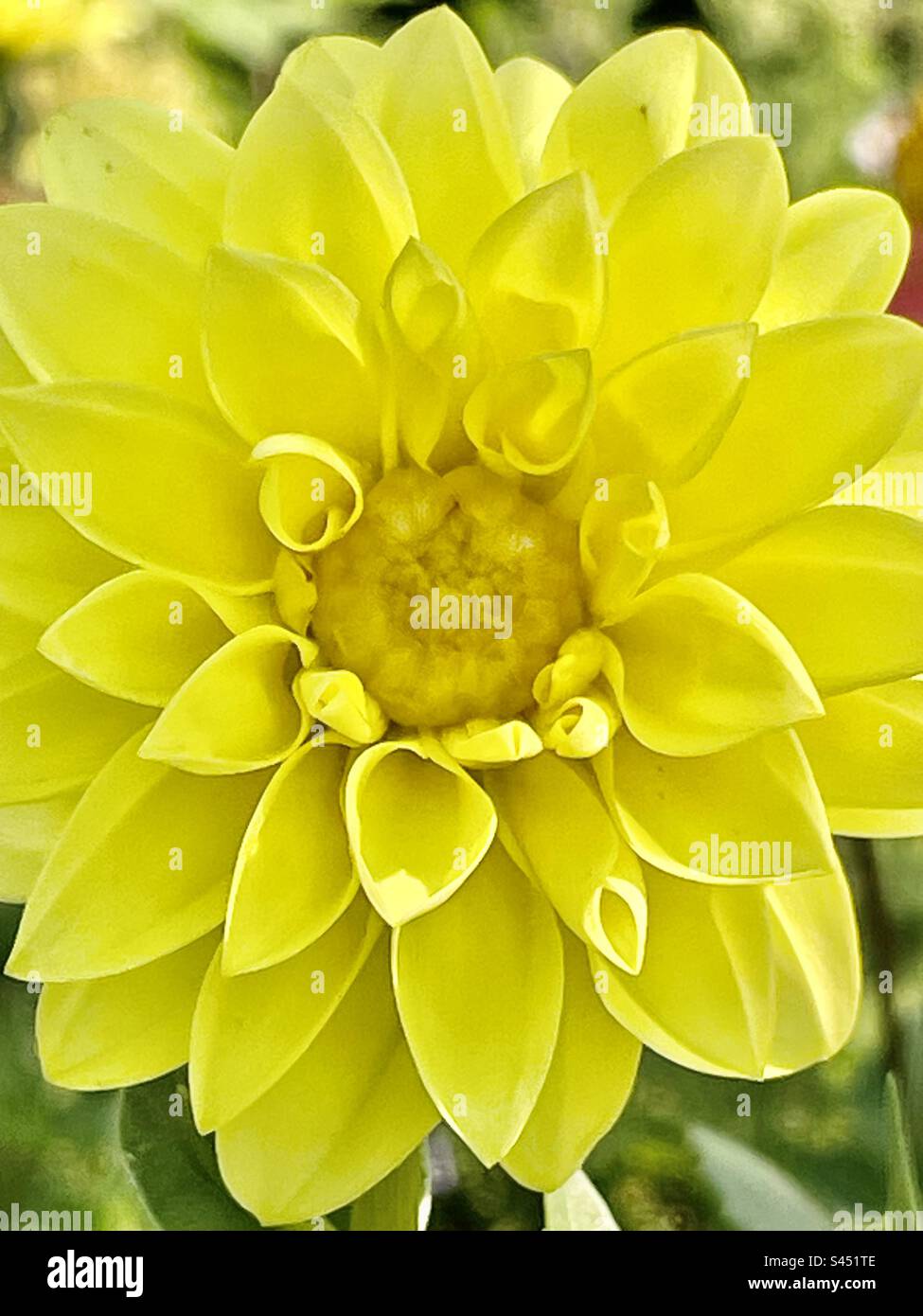 Un vero gioiello giallo brillante in questa fiorente dahlia Foto Stock