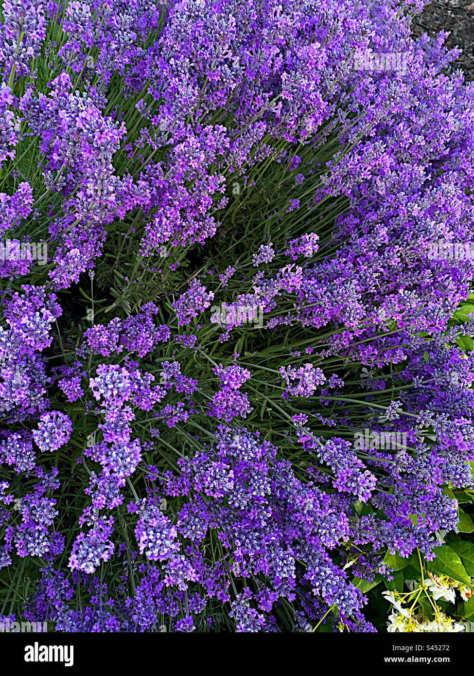 Piante di lavanda in piena fioritura - Immagine stock catturata con smartphone