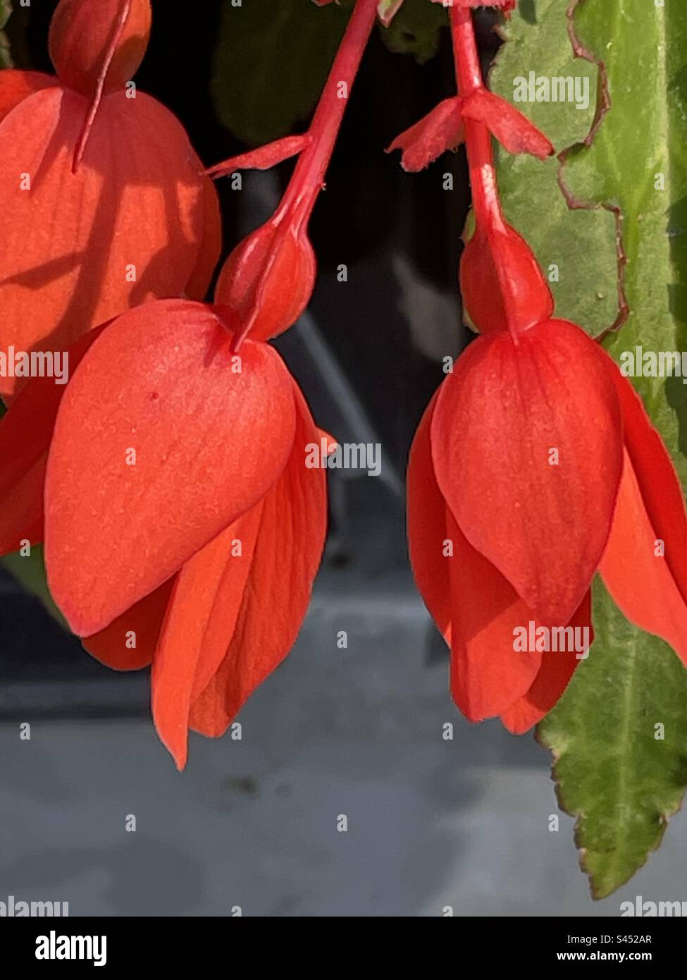 Bellissimi fiori di goccia di colore rosso perfetti per appendere i cesti Foto Stock
