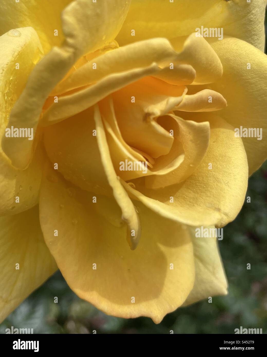 Rosa in fiore nel mio cortile nello Utah, Stati Uniti. - Immagine stock catturata con smartphone