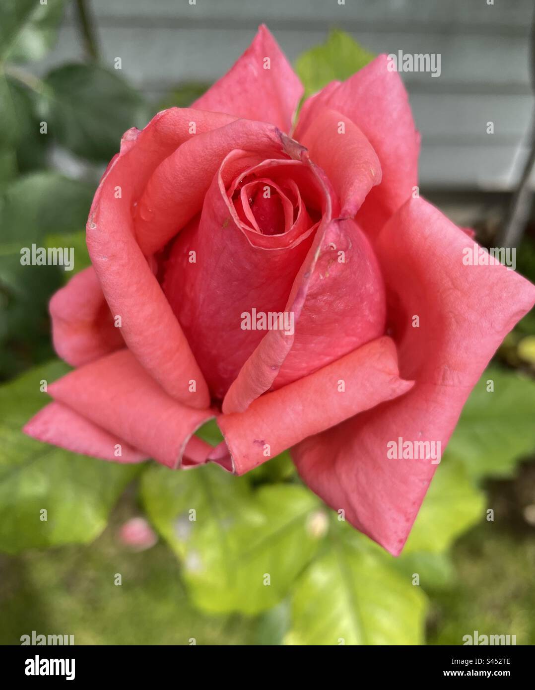 Rosa in fiore nel mio cortile nello Utah, Stati Uniti. - Immagine stock catturata con smartphone