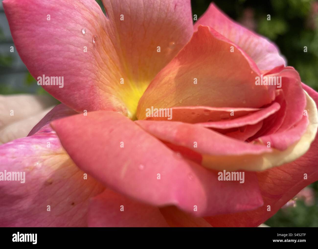 Rosa in fiore nel mio cortile nello Utah, Stati Uniti. - Immagine stock catturata con smartphone