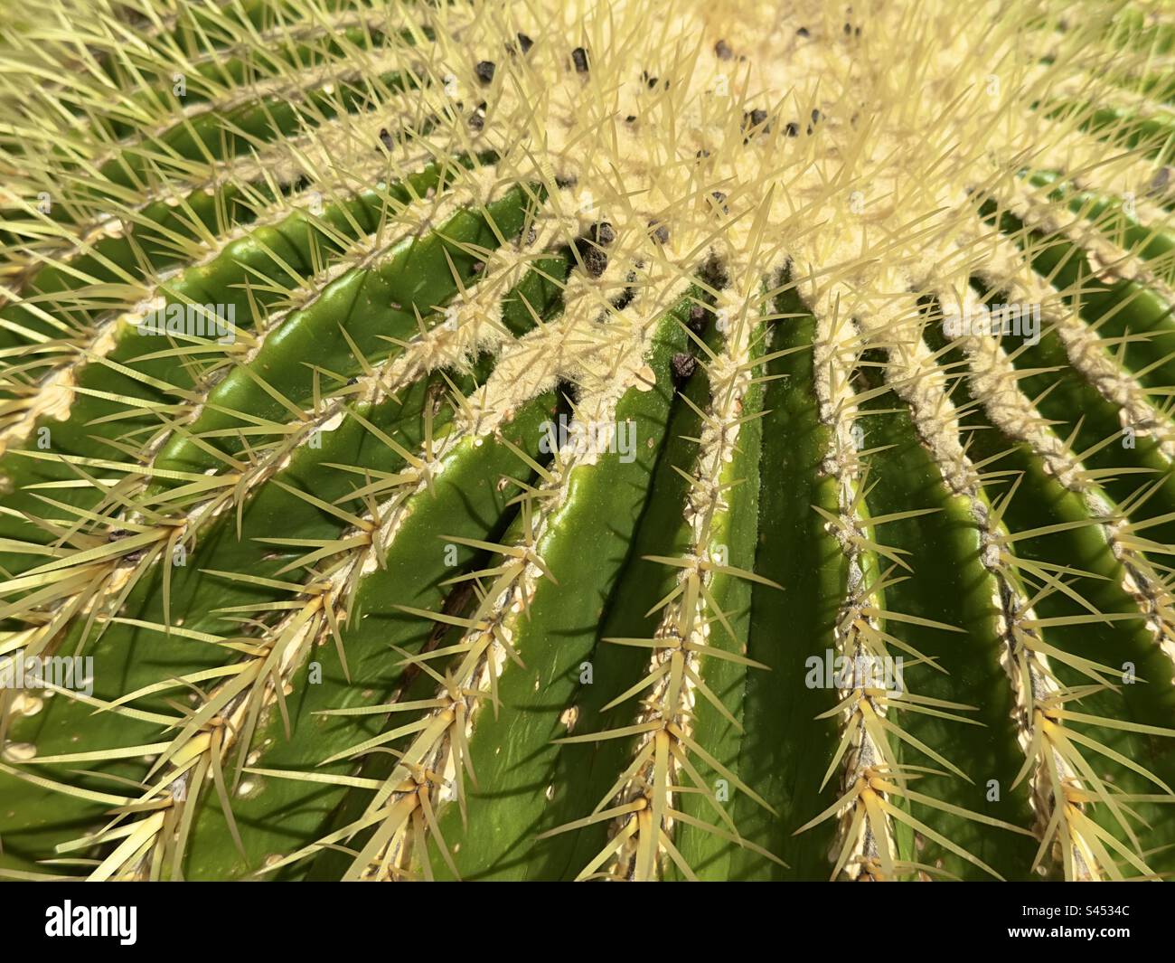 Un dettaglio di un cactus a botte verde spinoso nei giardini botanici dell'Università di Leida, nei Paesi Bassi Foto Stock