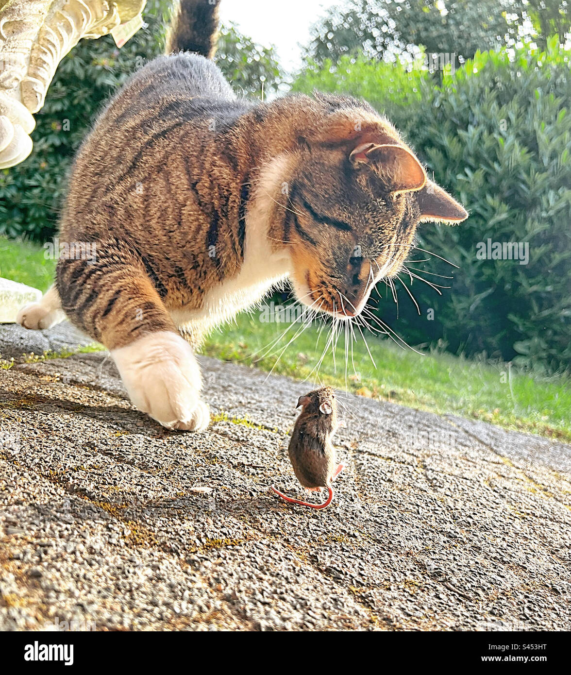 Mouse sta ballando. - Immagine stock catturata con smartphone