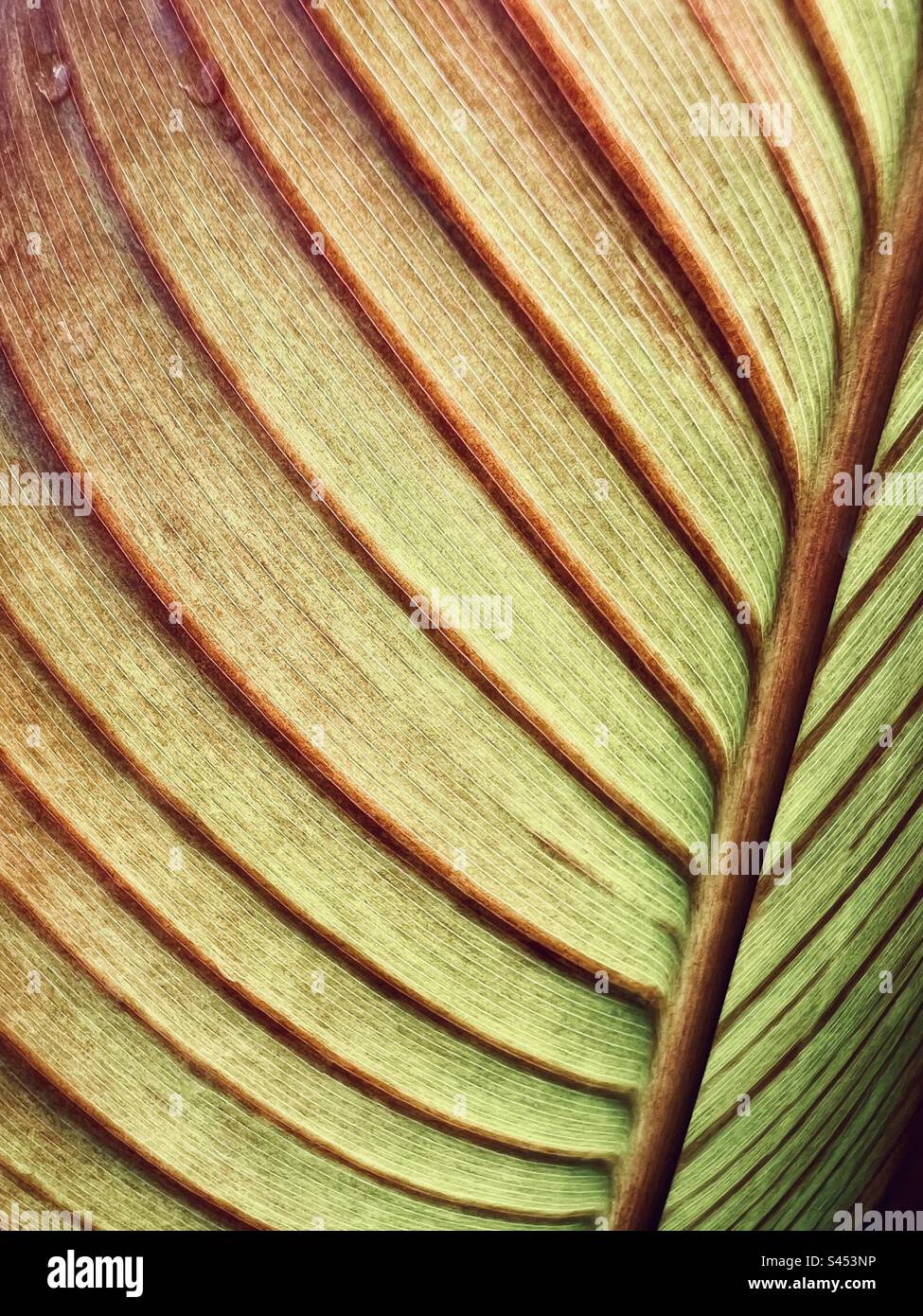 Primo piano di una foglia di canna Foto Stock