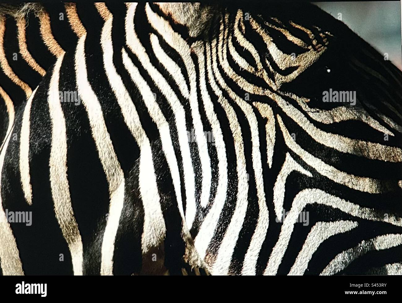 Motivi naturali, strisce su zebra, strisce, nero, bianco Foto Stock