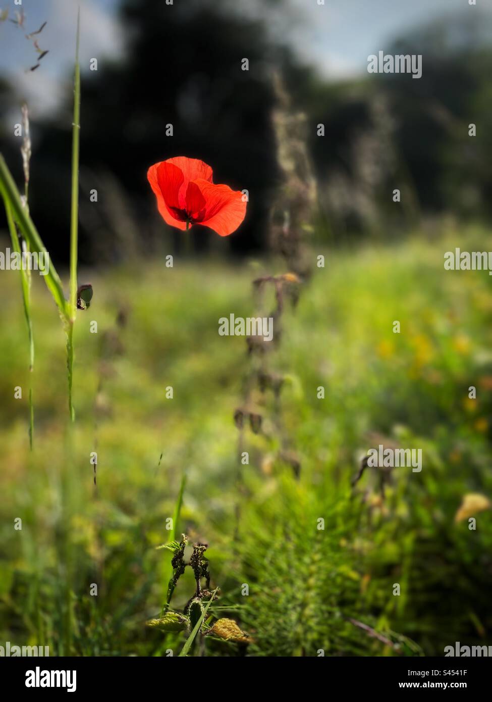 Un papavero rosso con retroilluminazione in un campo. Foto Stock