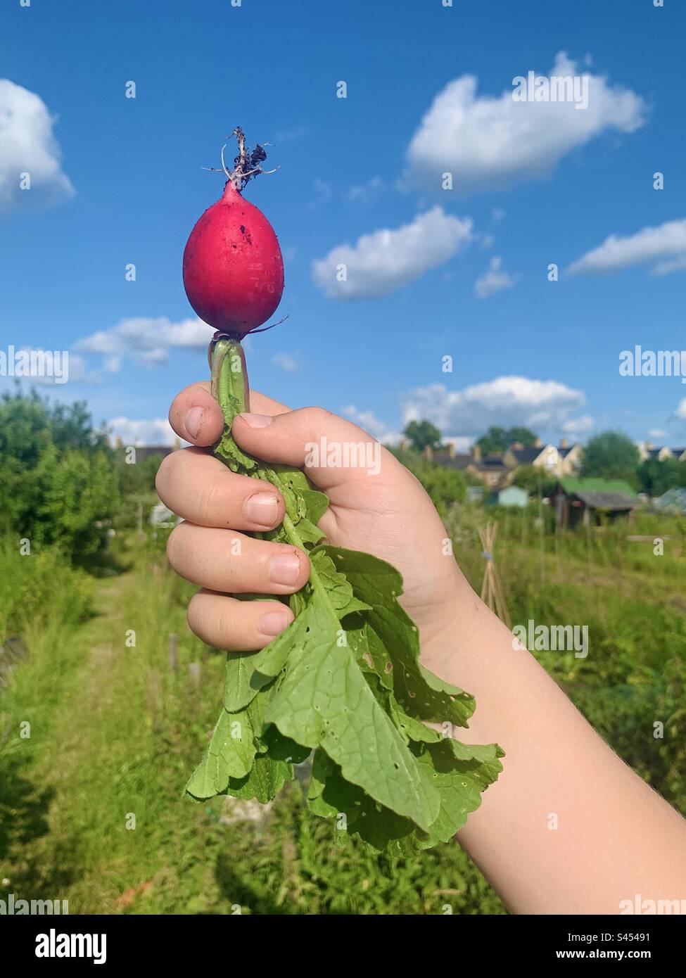 Ragazzo che tiene un ravanello Foto Stock