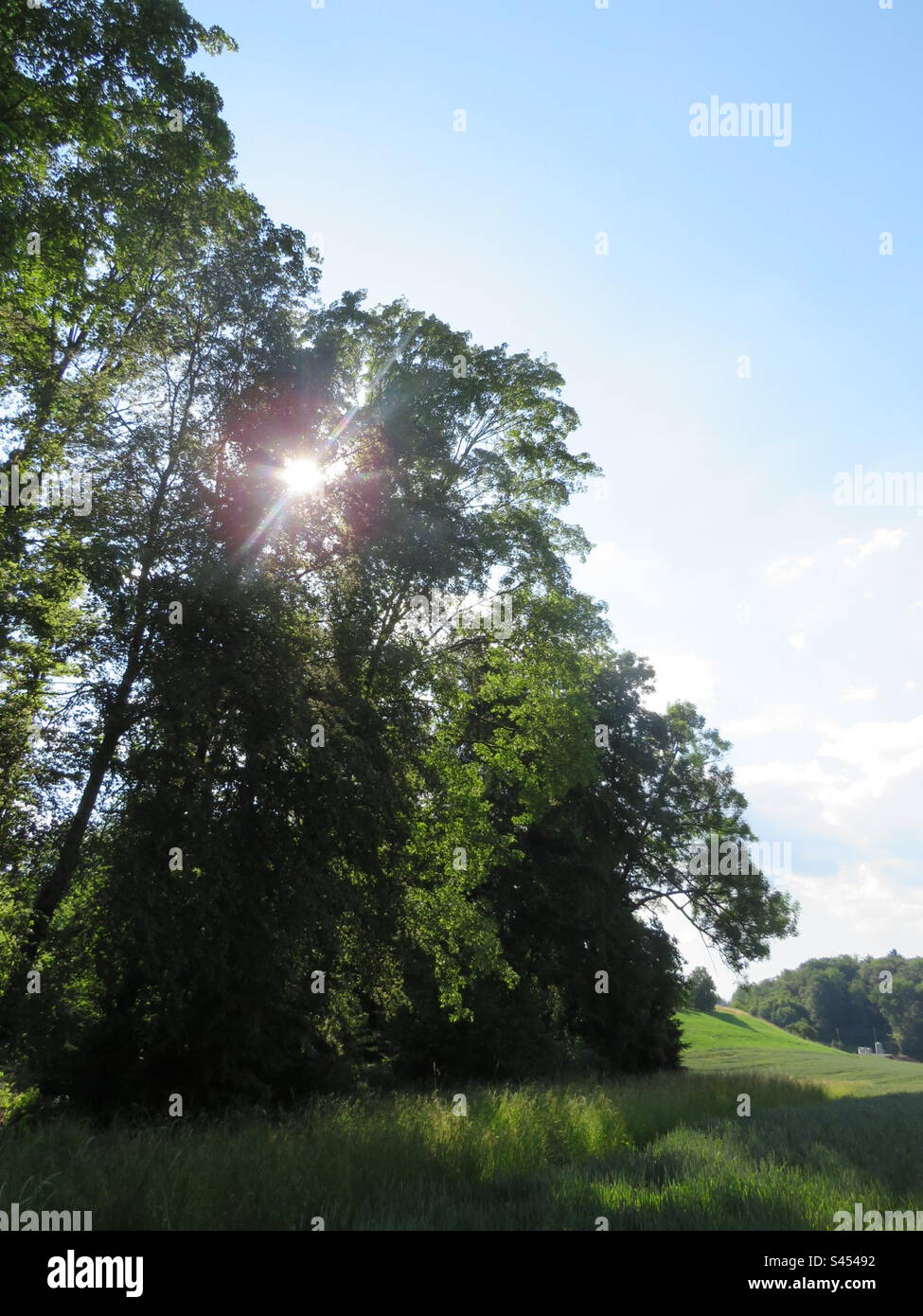 Paesaggio estivo! Svizzera! Foto Stock