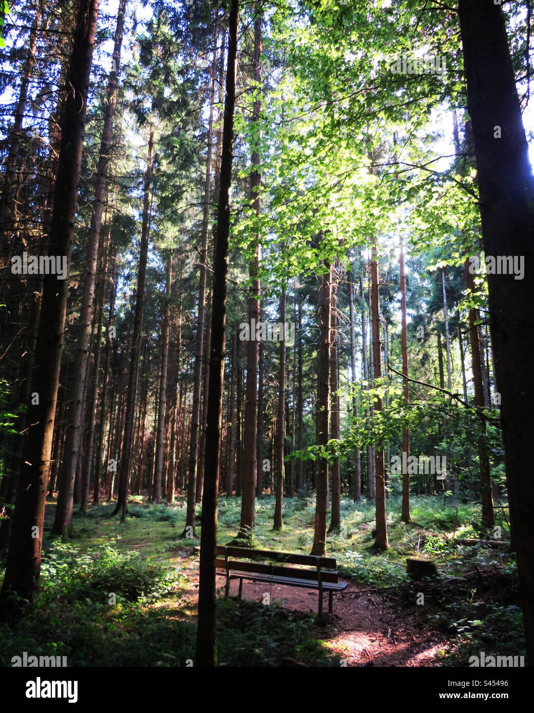 Rilassatevi nel bosco! Svizzera! Foto Stock