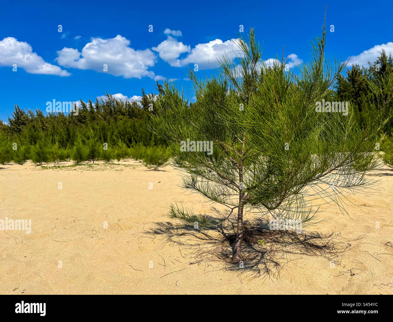 Gli alberi su una spiaggia - Immagine stock catturata con smartphone