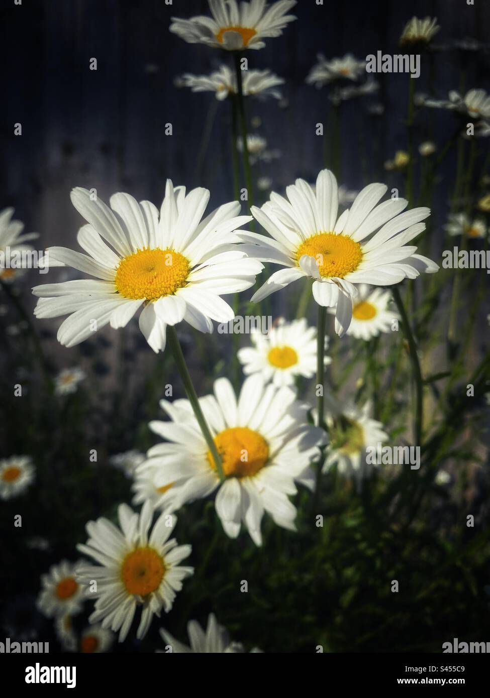 Una fotografia ravvicinata delle margherite Ox-Eye in un giardino rurale Foto Stock