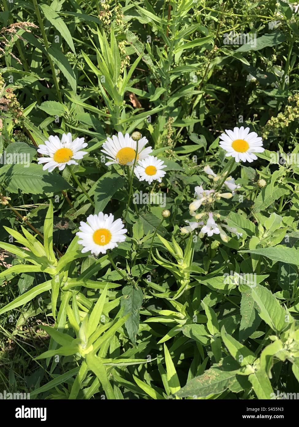 Fioriture delicate in un campo. Foto Stock