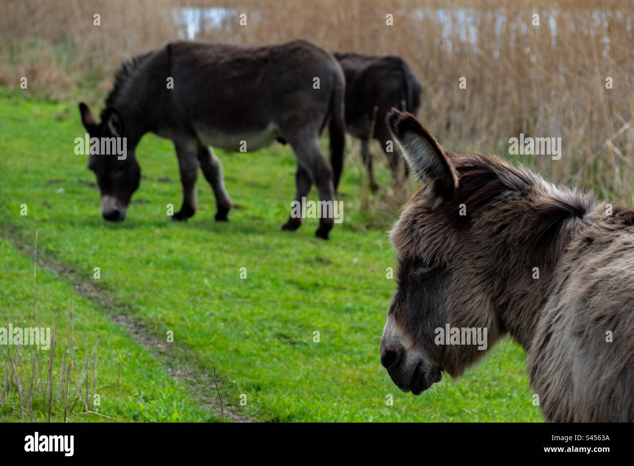 Tre asini che pascolano su un prato Foto Stock