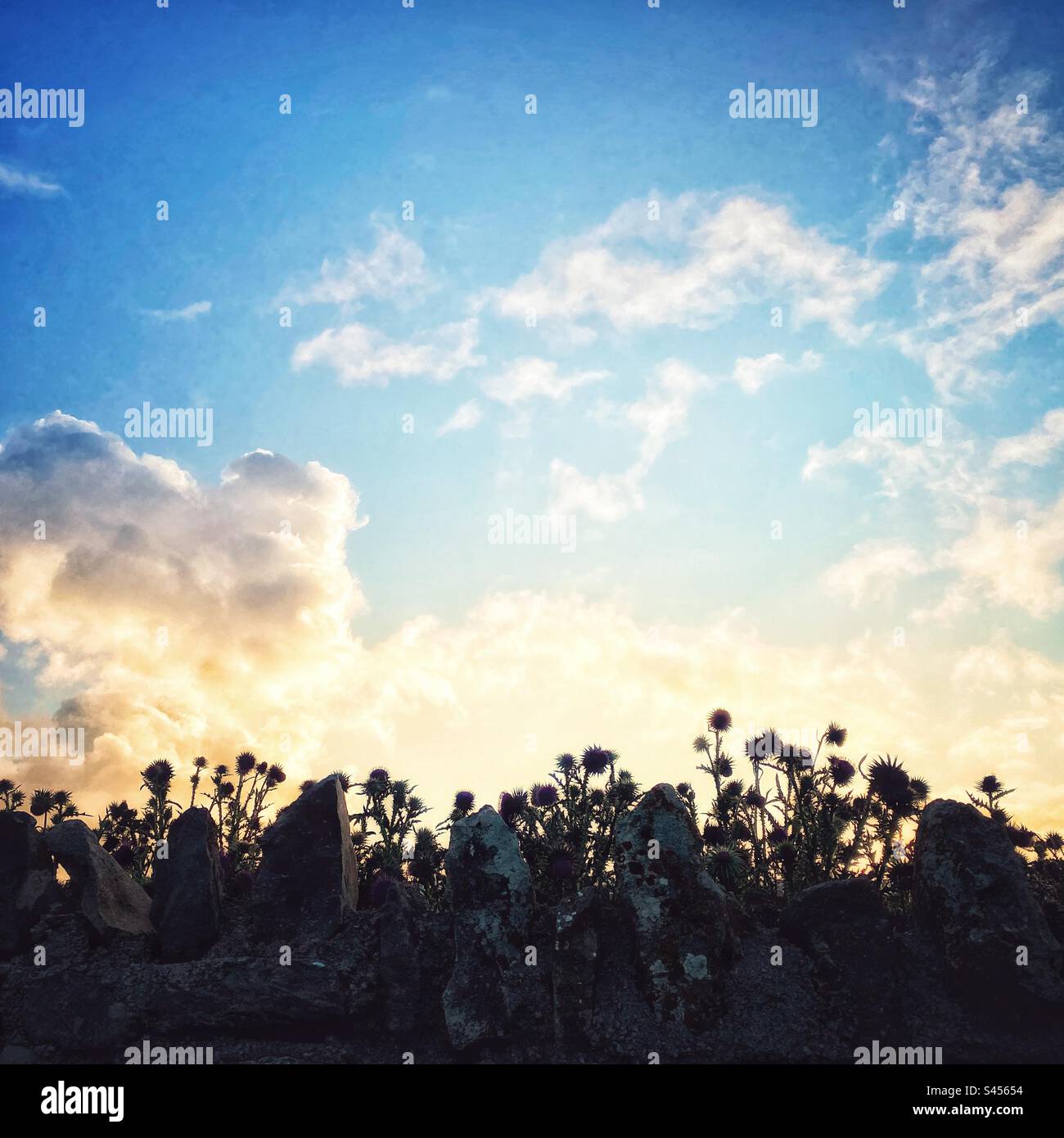 Una fotografia di un muro di pietra a secco e di cardo selvaggi che si stagliano contro l'alba Foto Stock