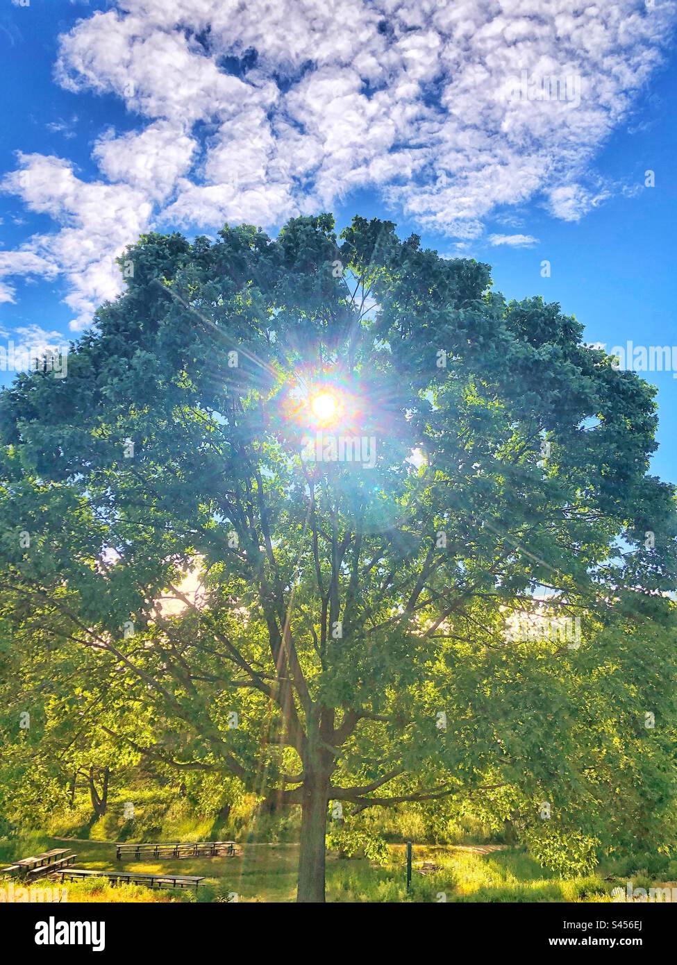 Sunburst tra gli alberi. - Immagine stock catturata con smartphone
