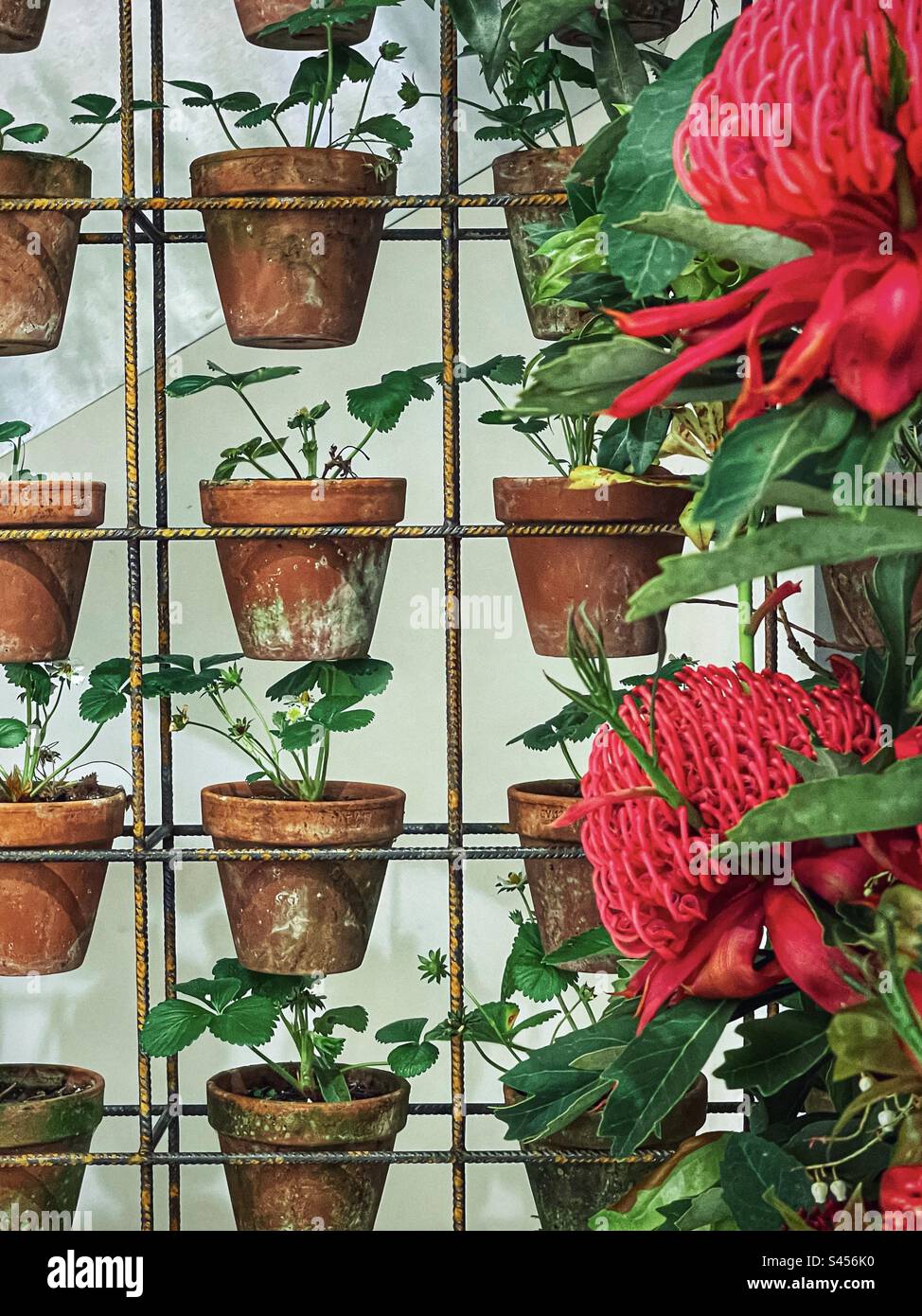 Disposizione di piante in vaso in sistema di crescita verticale con due fiori rossi di warata sul lato. Giardino verticale. Floreale, design floreale. Foto Stock Disposizione di piante in vaso in sistema di crescita verticale con due fiori rossi di warata sul lato. Giardino verticale. Floreale, design floreale. Foto Stock