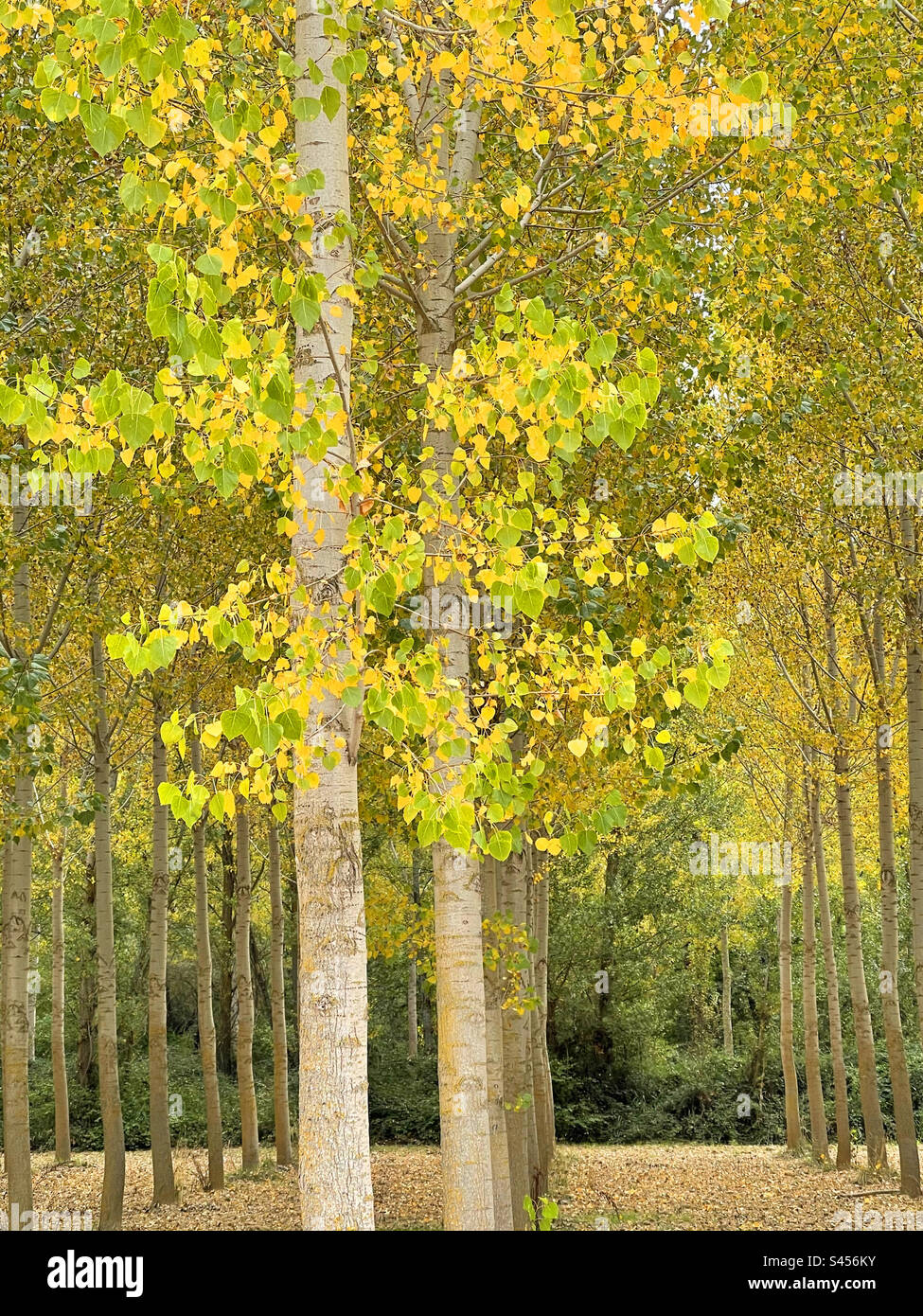 Foresta in autunno. - Immagine stock catturata con smartphone