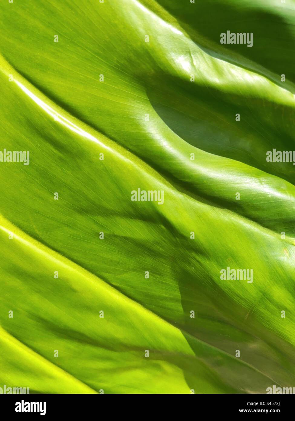 Vista ravvicinata della foglia di una grande pianta tropicale. Sfondi. Foto Stock