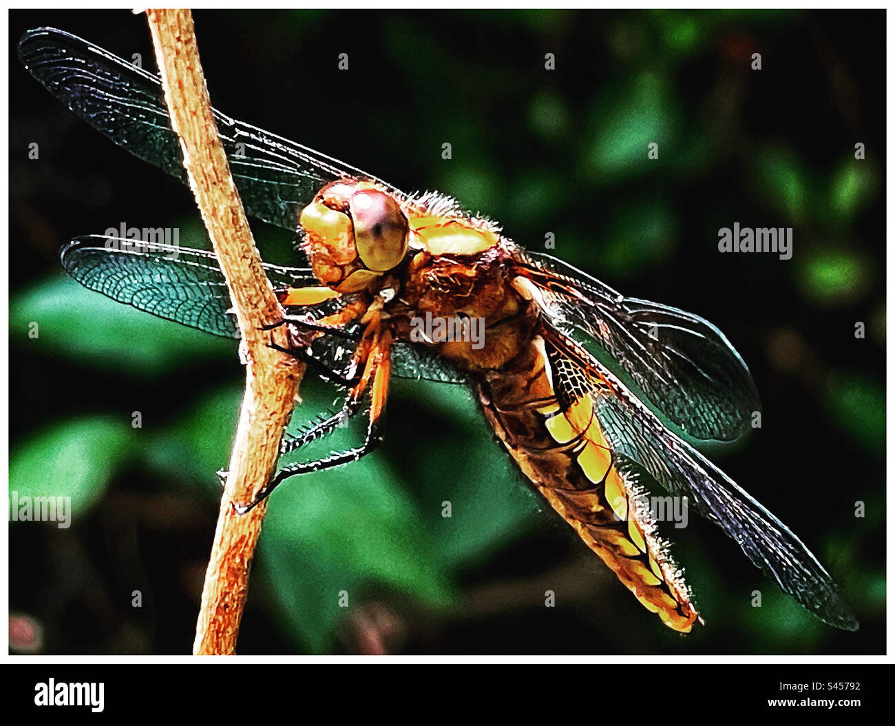 Libellula Depressa Dragonfly. - Immagine stock catturata con smartphone