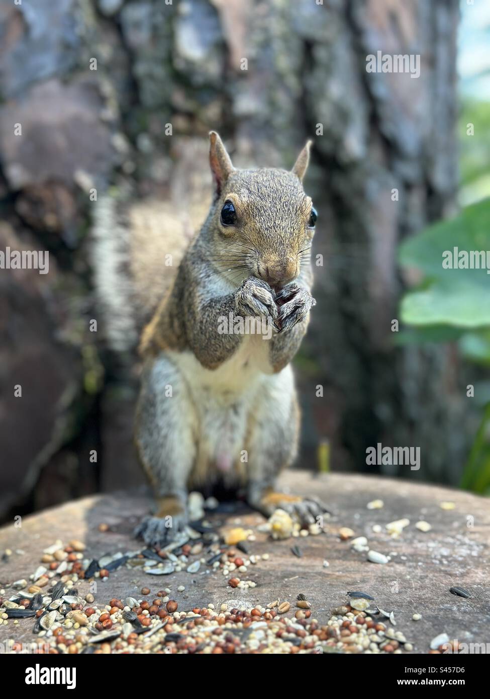 Scoiattolo marrone in piedi a mangiare semi di girasole Foto Stock